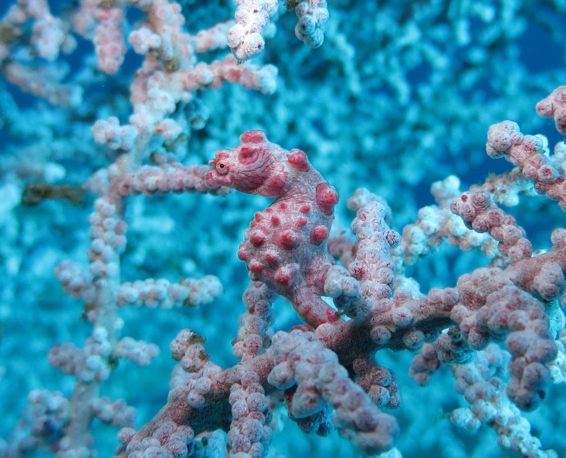 Jukung Dive Resort Bali Amed Екстер'єр фото