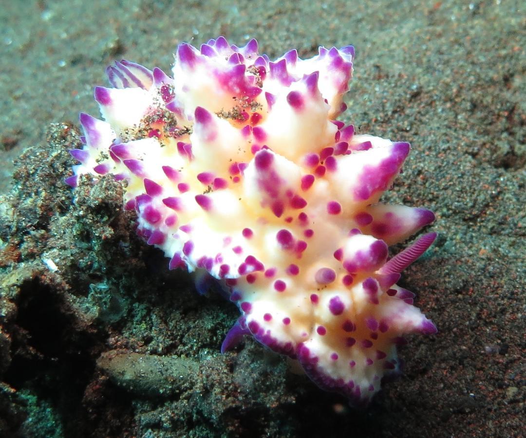 Jukung Dive Resort Bali Amed Екстер'єр фото