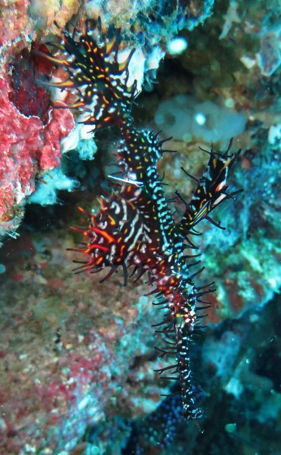 Jukung Dive Resort Bali Amed Екстер'єр фото